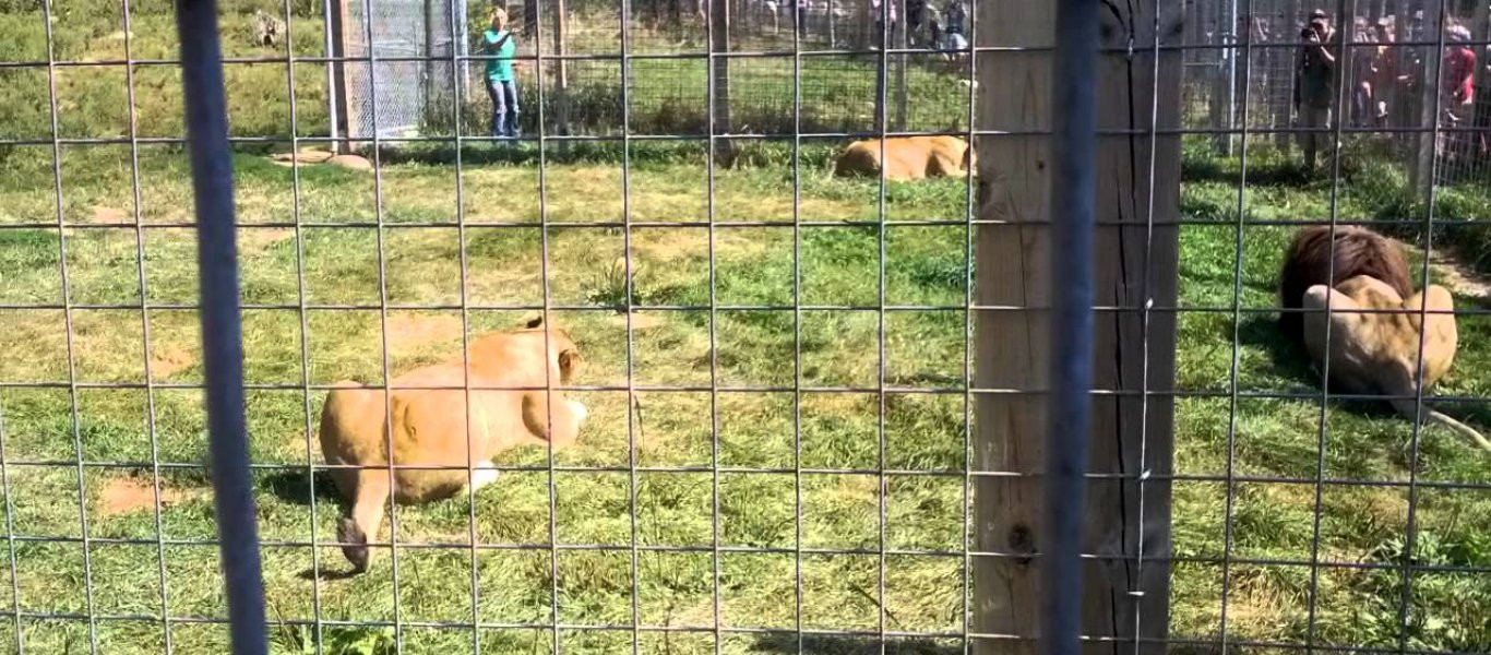 Βίντεο: Λιοντάρια μάχονται σε ζωολογικό κήπο